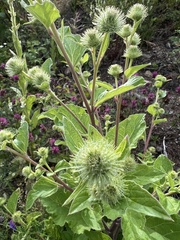 Arctium nemorosum