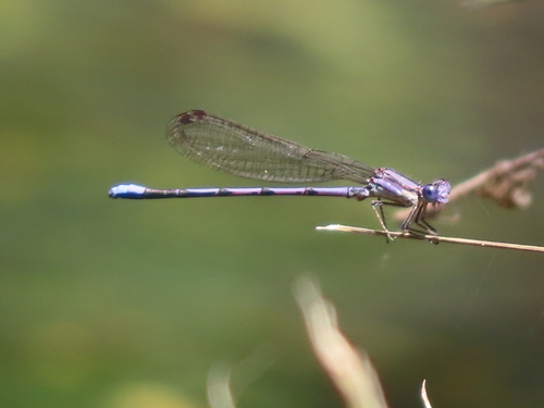 Violet Dancer photographed in Indiana