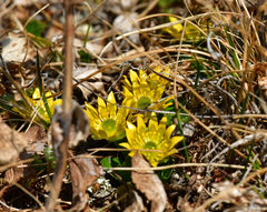 Oxygraphis glacialis