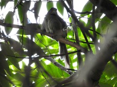 Synallaxis albescens