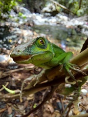 Anolis cuvieri