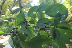 Dendropanax