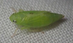 Neocoelidia tumidifrons