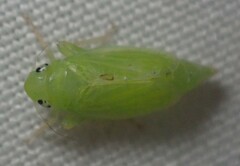 Neocoelidia tumidifrons