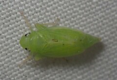 Neocoelidia tumidifrons