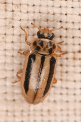 Macronaemia episcopalis