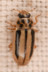 Macronaemia episcopalis