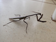 Pseudovates brasiliensis