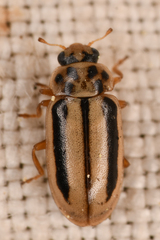 Macronaemia episcopalis