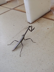 Pseudovates brasiliensis