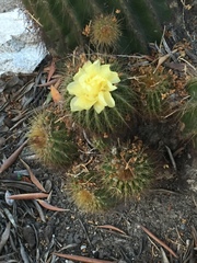 Parodia warasii