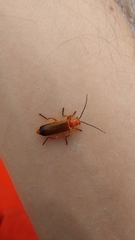 Ancistronycha erichsonii