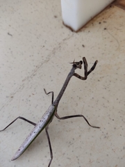 Pseudovates brasiliensis