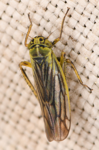 Sonronius maculipes