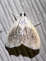 Glaphyria fulminalis