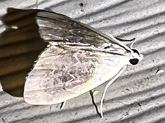 Glaphyria fulminalis