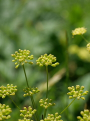 Seseli peucedanoides