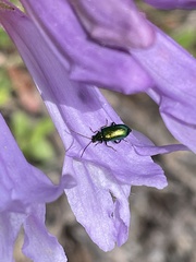 Scelolyperus schwarzii