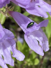 Scelolyperus schwarzii