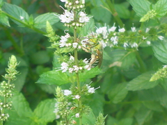 Agapostemon melliventris