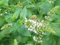 Agapostemon melliventris