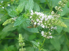 Agapostemon melliventris