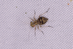 Mesopsocus unipunctatus