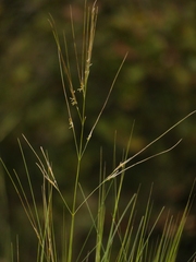 Stipa juncea