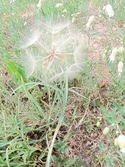 Tragopogon dubius