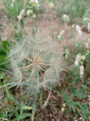 Tragopogon dubius