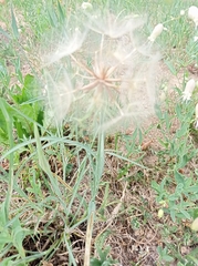 Tragopogon dubius