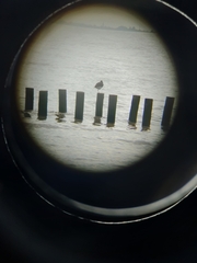 Haematopus ostralegus