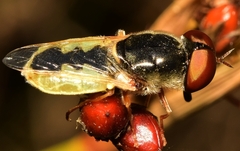 Odontomyia angulata