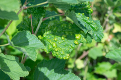 Colomerus vitis