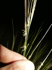 Stipa juncea