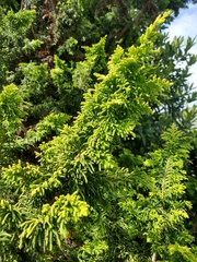 Chamaecyparis obtusa