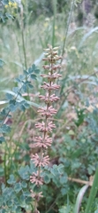 Dracocephalum thymiflorum