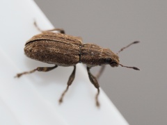 Sitona lepidus