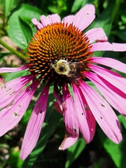 Bombus griseocollis