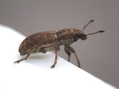 Sitona lepidus