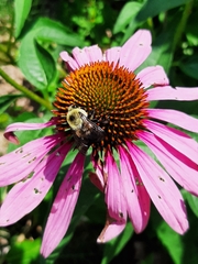 Bombus griseocollis