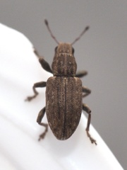 Sitona lepidus
