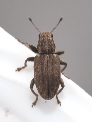 Sitona lepidus