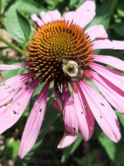Bombus griseocollis