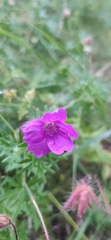 Geranium sanguineum