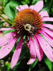 Bombus griseocollis