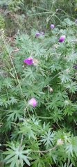 Geranium sanguineum