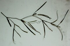 Potamogeton obtusifolius