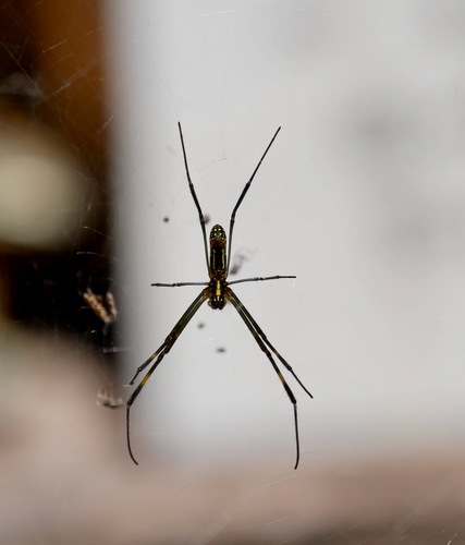 Joro Spider