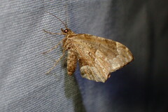 Ceratodalia